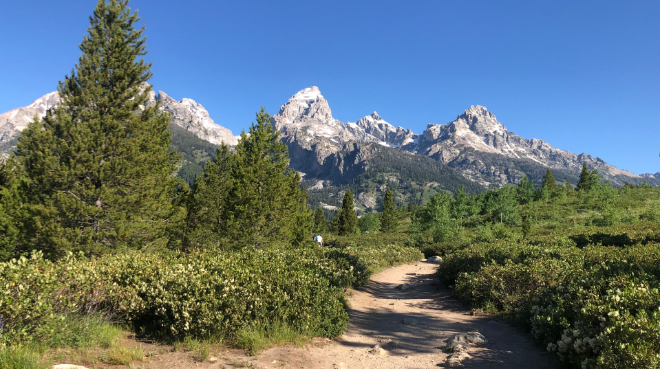 A trail in the woods that dissapears into trees with mountains in the background