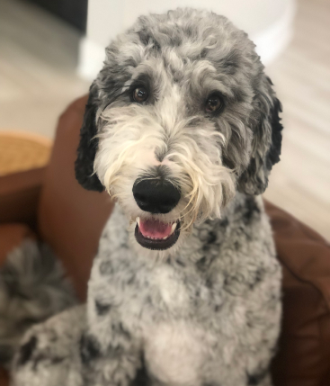 A grey and white mearl sheepdog poodle mix looking into the camera